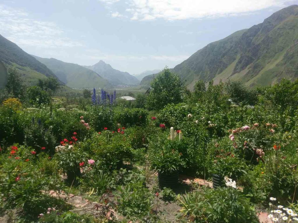 Maiko Guest House Kazbegi Kültér fotó